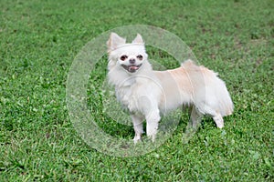 Long-haired chihuahua puppy is standing on a green grass in the summer park. Pet animals.