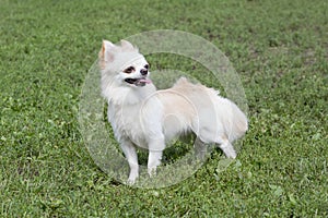 Long-haired chihuahua puppy is standing on a green grass in the summer park. Pet animals. Purebred dog.