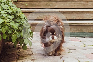 long-haired chihuahua walking