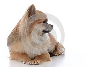 Long haired chiuhuahua