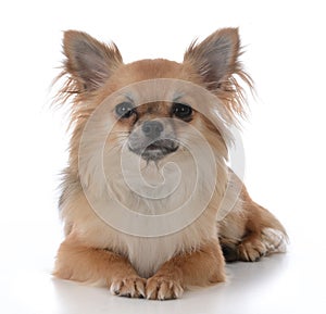 Long haired chiuhuahua