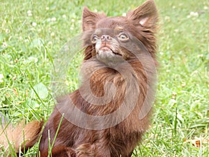 Long Haired Chocolate Chihuahua Name Gizmo