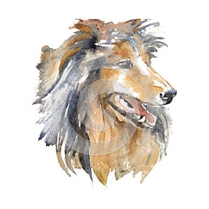 Long-haired collie - hand-painted watercolor dog