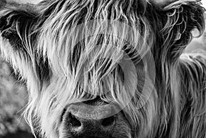 Long-haired cow looking towards the viewer