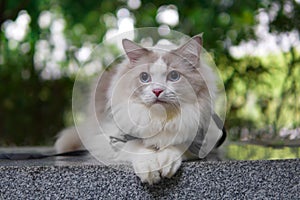 Long haired cute ragdoll cat sit in park with green trees background, blue eyes cat look around