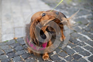 Long haired dachshund. Breeds of hunting dogs