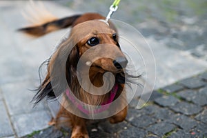 Long haired dachshund. Breeds of hunting dogs