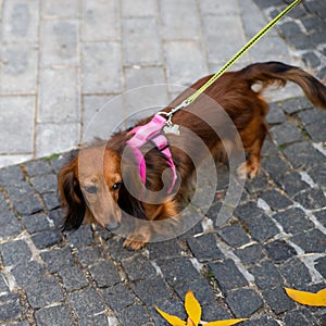 Long haired dachshund. Breeds of hunting dogs