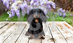 Long haired dachshund dog sits on wood planks