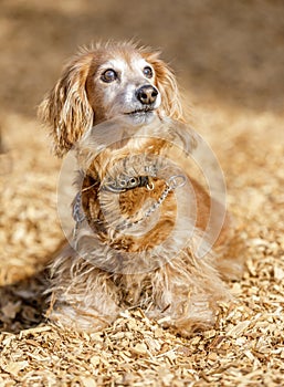 Long-haired Dachshund male