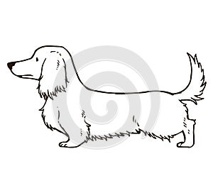 Long haired dachshund outlines only photo