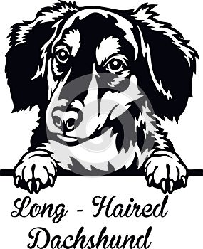 Long-Haired Dachshund Peeking Dog - head isolated on white photo