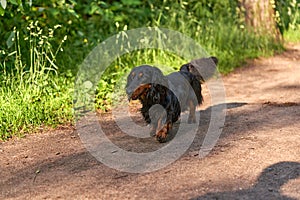 Long-haired Dachshund runs on a forest road on a background of green grass