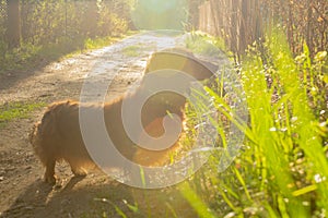 Long haired dachshund walking in the sun light