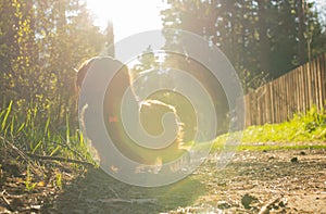 Long haired dachshund walking in the sun light