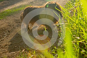 Long haired dachshund walking in the sun light