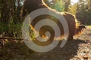 Long haired dachshund walking in the sun light