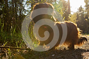 Long haired dachshund walking in the sun light