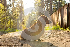 Long haired dachshund walking in the sun light
