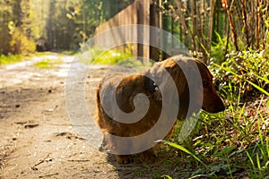 Long haired dachshund walking in the sun light