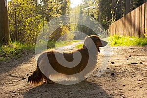 Long haired dachshund walking in the sun light