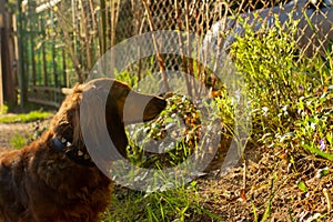 Long haired dachshund walking in the sun light