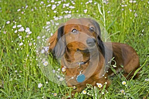 Long haired dachshund in wildflowers