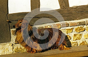 Long-Haired Dachsund, Adult