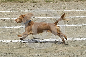 Long haired Dachsund in race.