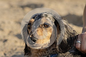 Long-haired dapple dachshund wiener dog