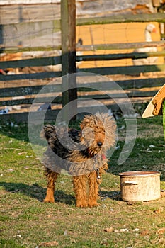 Long haired dog at kennel, tied to a chain.