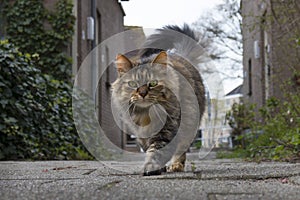 Long haired domestic tabby cat walking outside