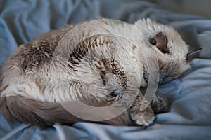 Long Haired Female Ragdoll Cat Sleeping  on a Blue Blanket