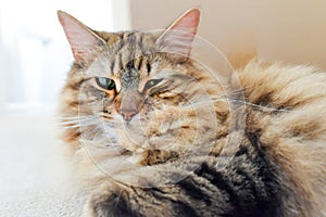 Long haired fluffy tabby cat