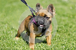 Long-haired French Bulldog Puppy photo