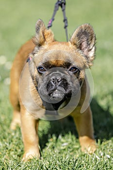 Long-haired French Bulldog Puppy photo