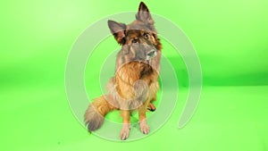 Long haired german sheperd dog alfie's trick videos on green backround