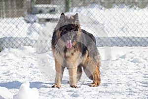 Long haired german shepherd dog puppy is looking at the camera. Pet animals