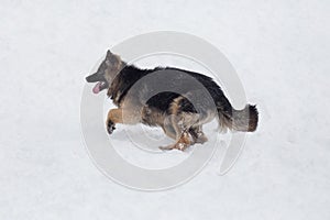 Long haired german shepherd dog puppy is running on a white snow in the winter park. Pet animals.