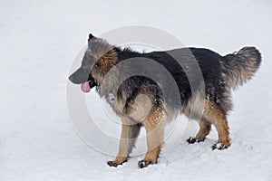 Long haired german shepherd dog puppy is standing on a white snow in the winter park. Pet animals