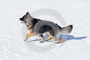Long haired german shepherd dog puppy is walking on a white snow in the winter park. Pet animals