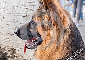 Long-haired German shepherd head. Close Up Portrait