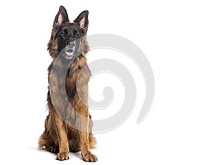 long-haired German shepherd panting mouth open, isolated on white