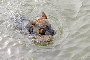 Long-haired German Shepherd swims in the lake
