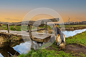 Long-haired German shepherd at tree trunk bridge across canal