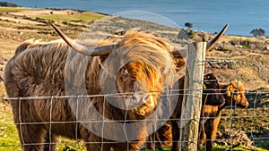 Long haired, ginger coloured Scottish Highland cattle