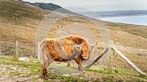 Long haired, ginger coloured Scottish Highland cattle