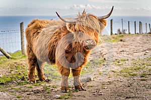 Long haired, ginger coloured Scottish Highland cattle