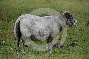 long-haired goat with horns