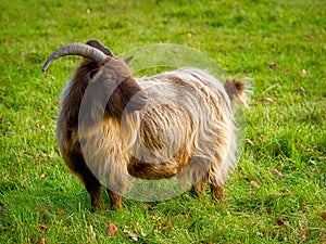 Long-Haired Golden Brown Pygmy Goat